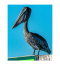 Tiny Desk Photos • No. 18 | Brown Pelican | Superiority