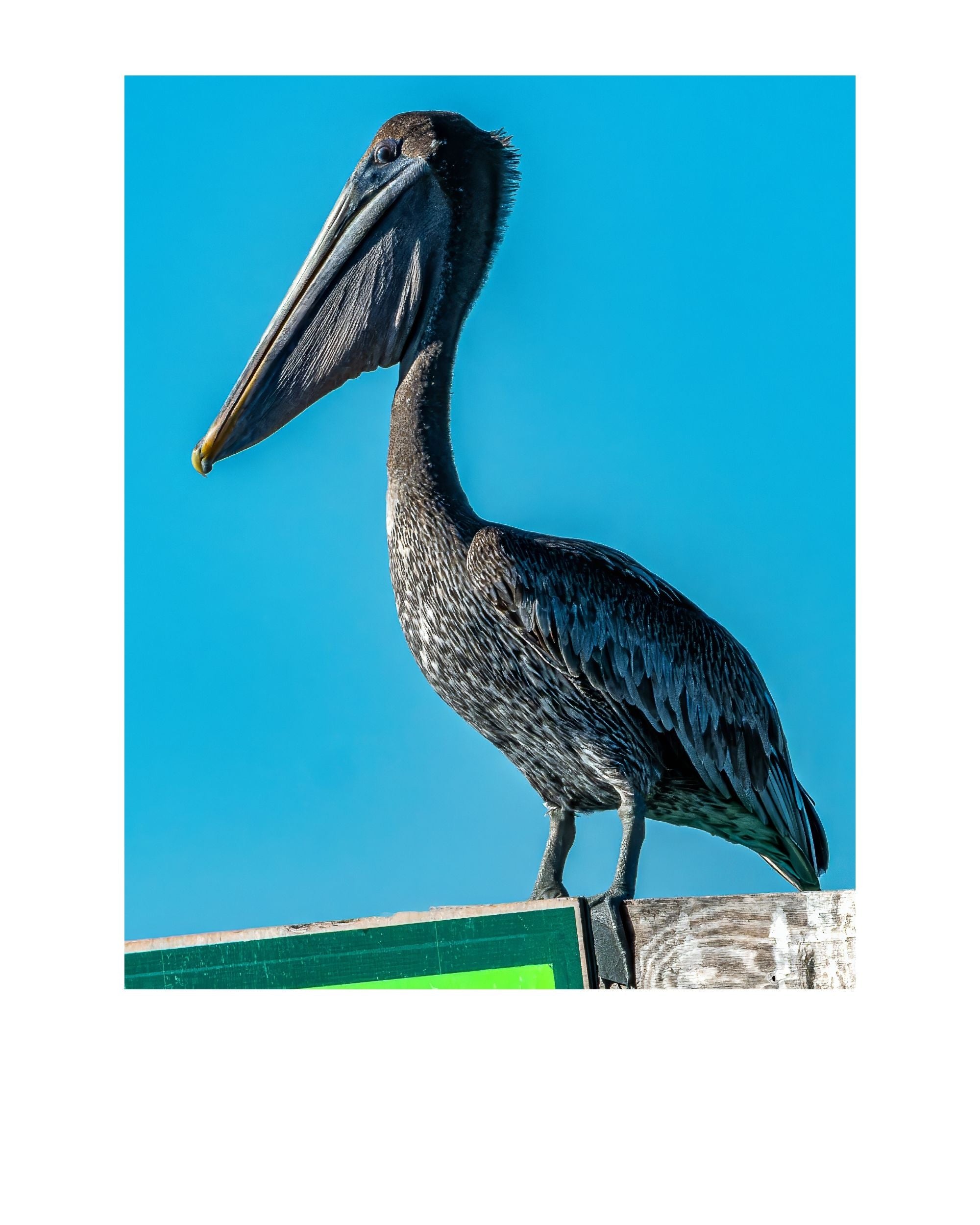 Tiny Desk Photos • No. 18 | Brown Pelican | Superiority