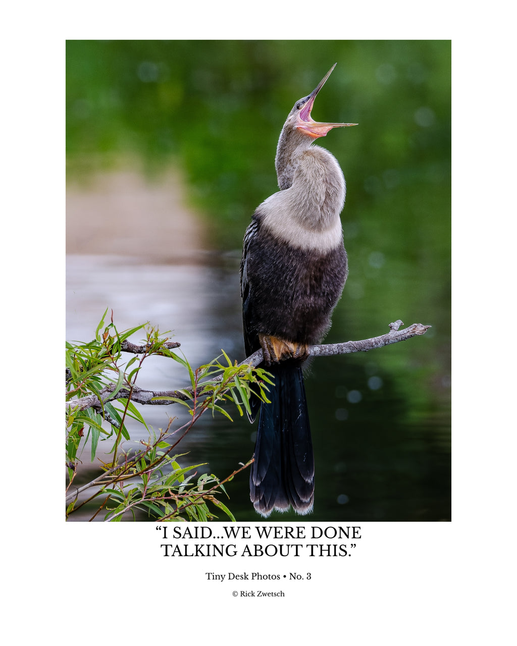 Tiny Desk Photos • No. 3 | Anhinga | Authority