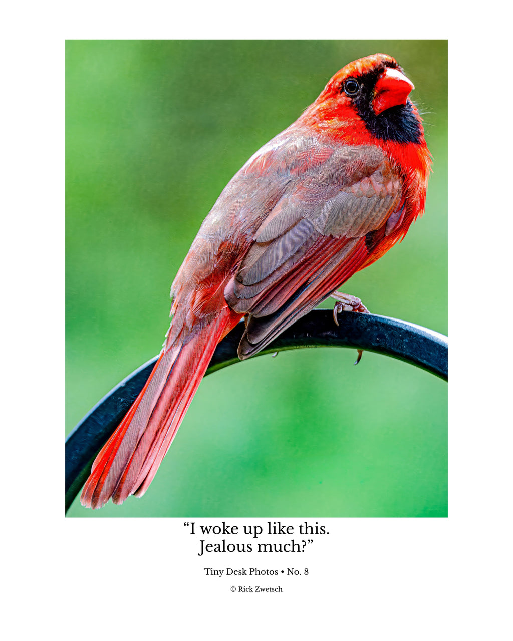 Tiny Desk Photos • No. 8 | Northern Cardinal | Vanity