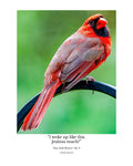 Tiny Desk Photos • No. 8 | Northern Cardinal | Vanity