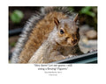 Tiny Desk Photos • No. 6 | Eastern Gray Squirrel | Disdain