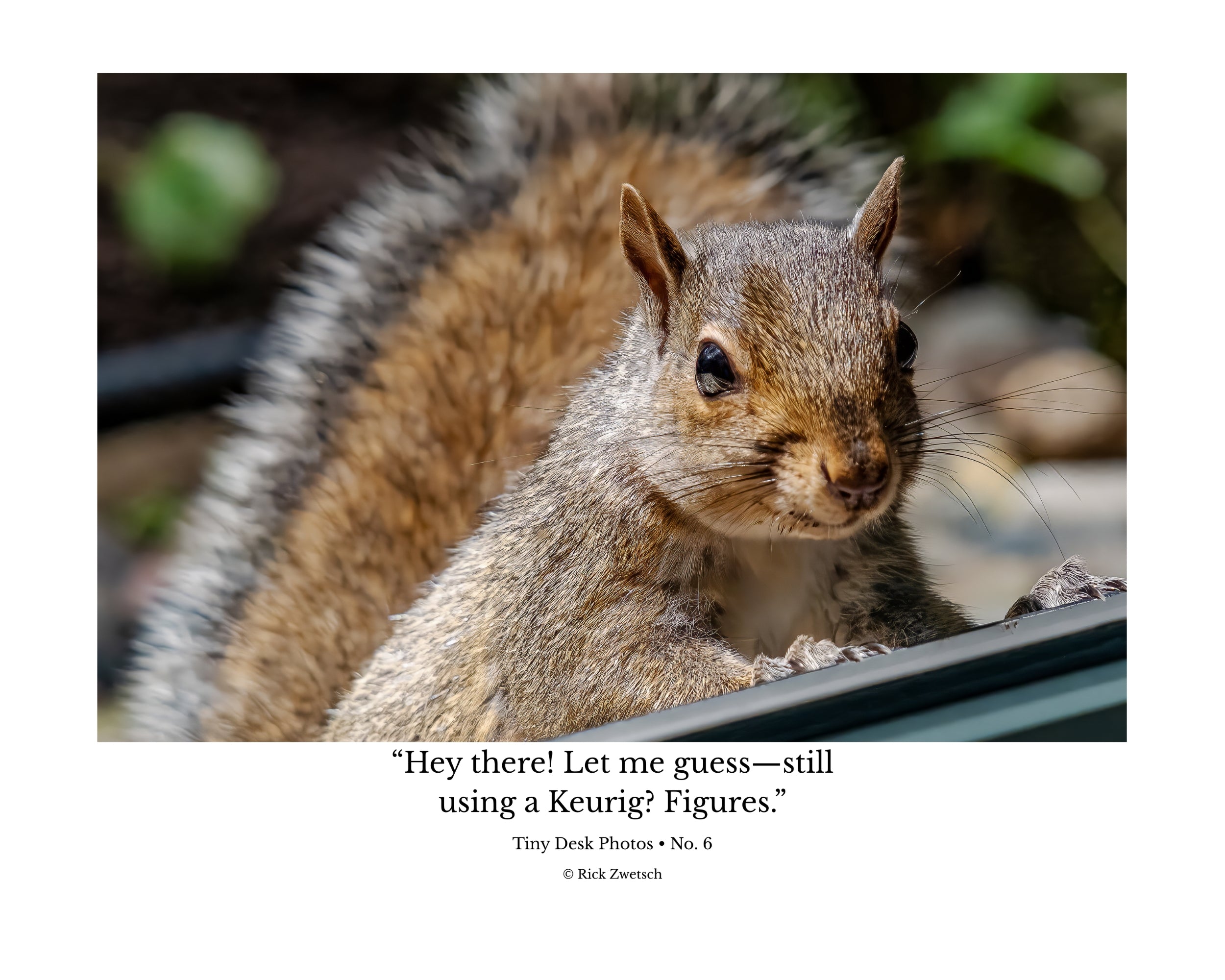 Tiny Desk Photos • No. 6 | Eastern Gray Squirrel | Disdain