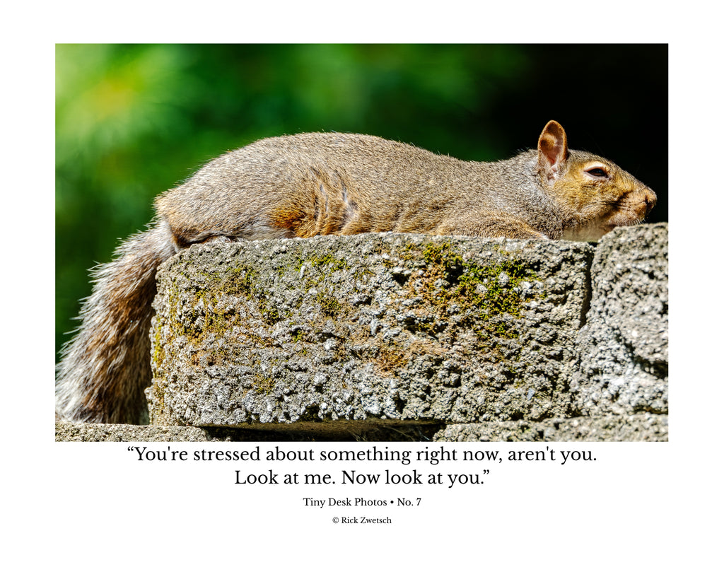 Tiny Desk Photos • No. 7 | Eastern Gray Squirrel | Composure