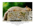 Tiny Desk Photos • No. 7 | Eastern Gray Squirrel | Composure