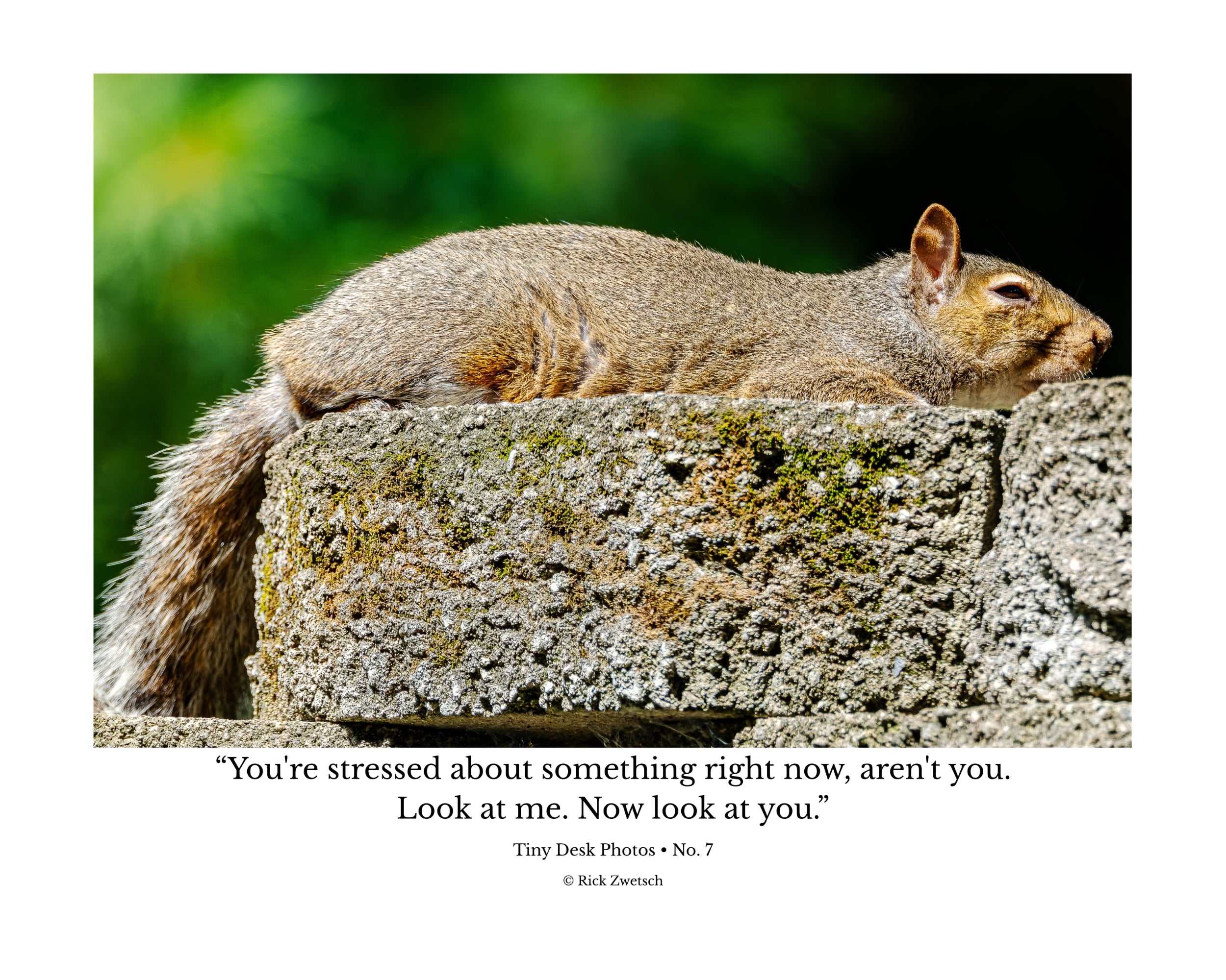 Tiny Desk Photos • No. 7 | Eastern Gray Squirrel | Composure