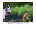 Tiny Desk Photos • No. 9 | Eastern Chipmunk | Intrusion