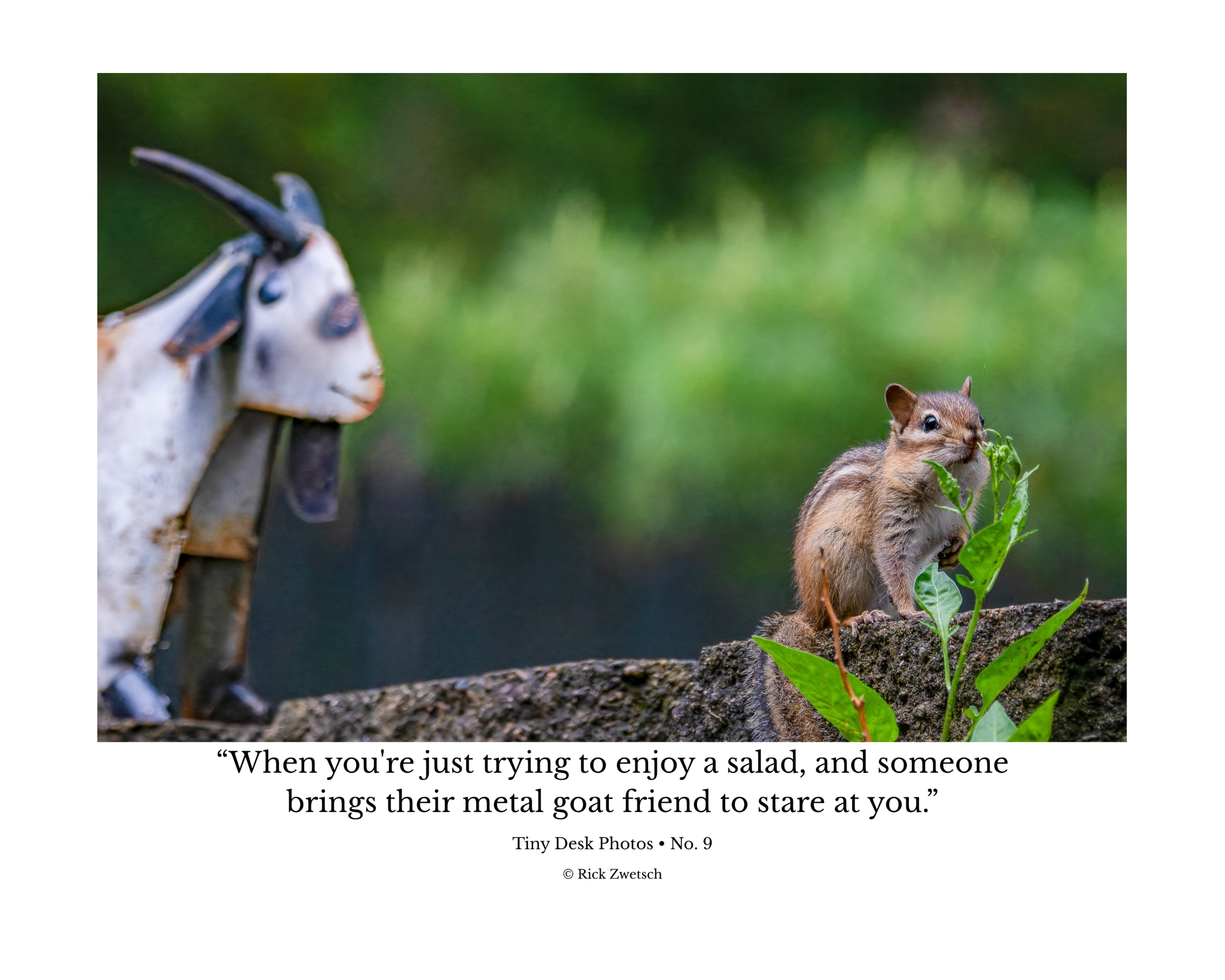 Tiny Desk Photos • No. 9 | Eastern Chipmunk | Intrusion