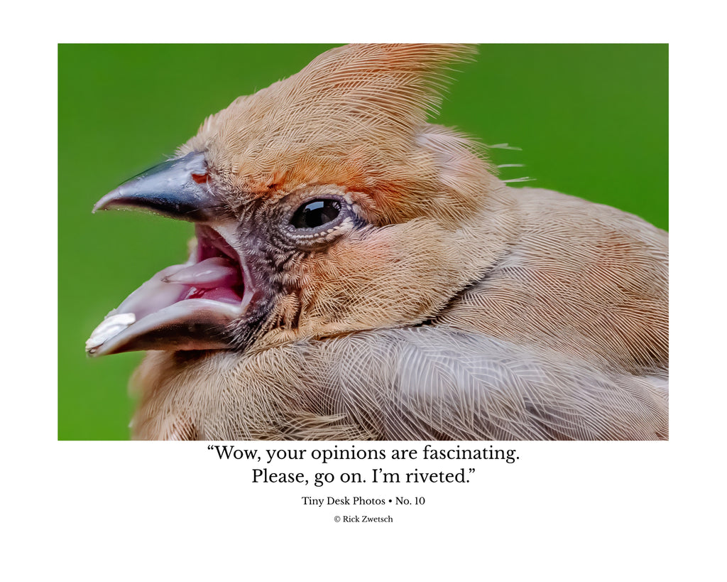 Tiny Desk Photos • No. 10 | Juvenile Northern Cardinal | Theatrics