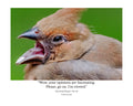 Tiny Desk Photos • No. 10 | Juvenile Northern Cardinal | Theatrics