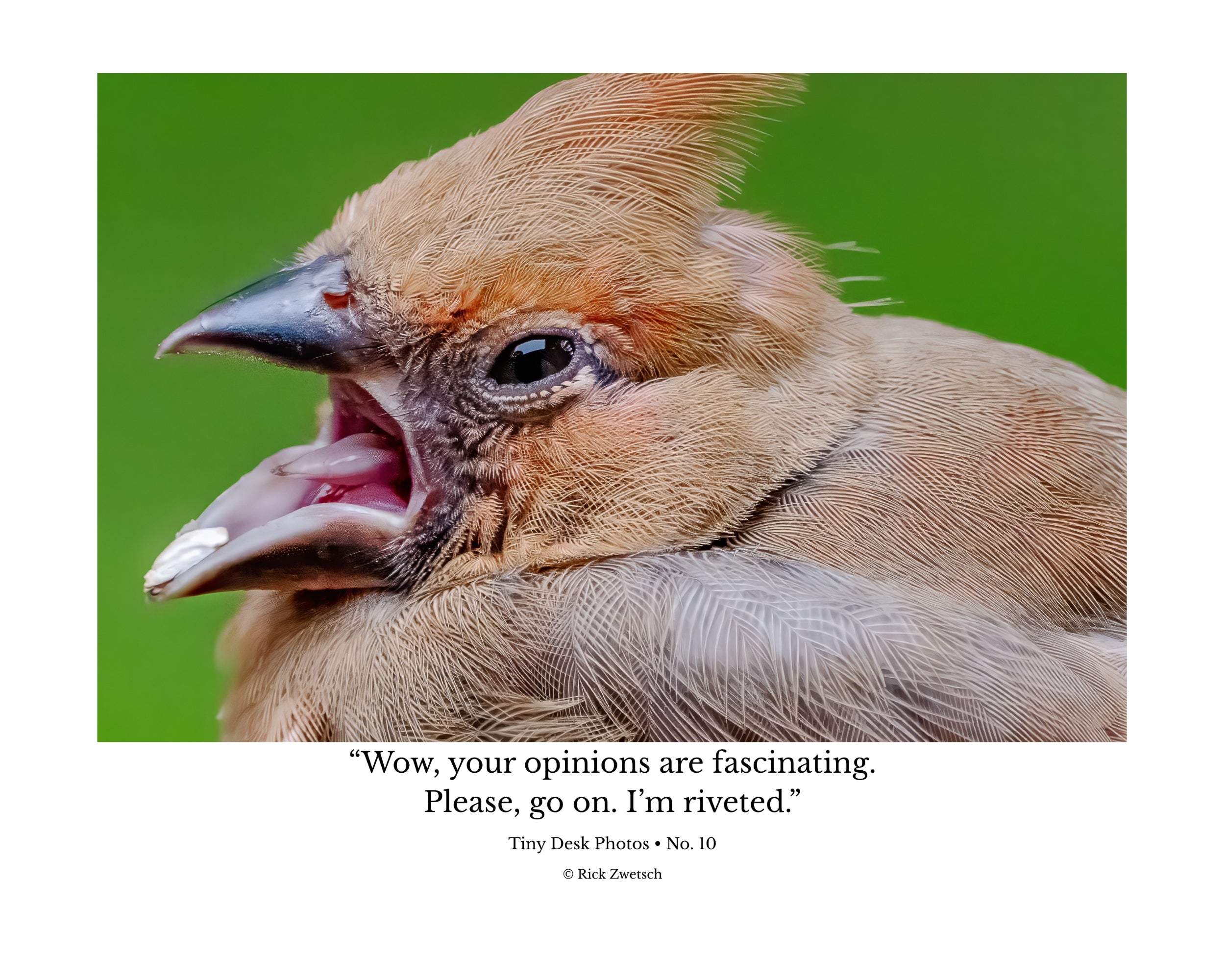 Tiny Desk Photos • No. 10 | Juvenile Northern Cardinal | Theatrics