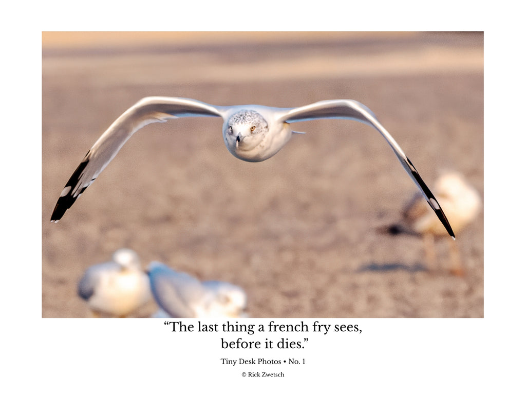 Tiny Desk Photos • No. 1 | Ring-billed Gull | Determination