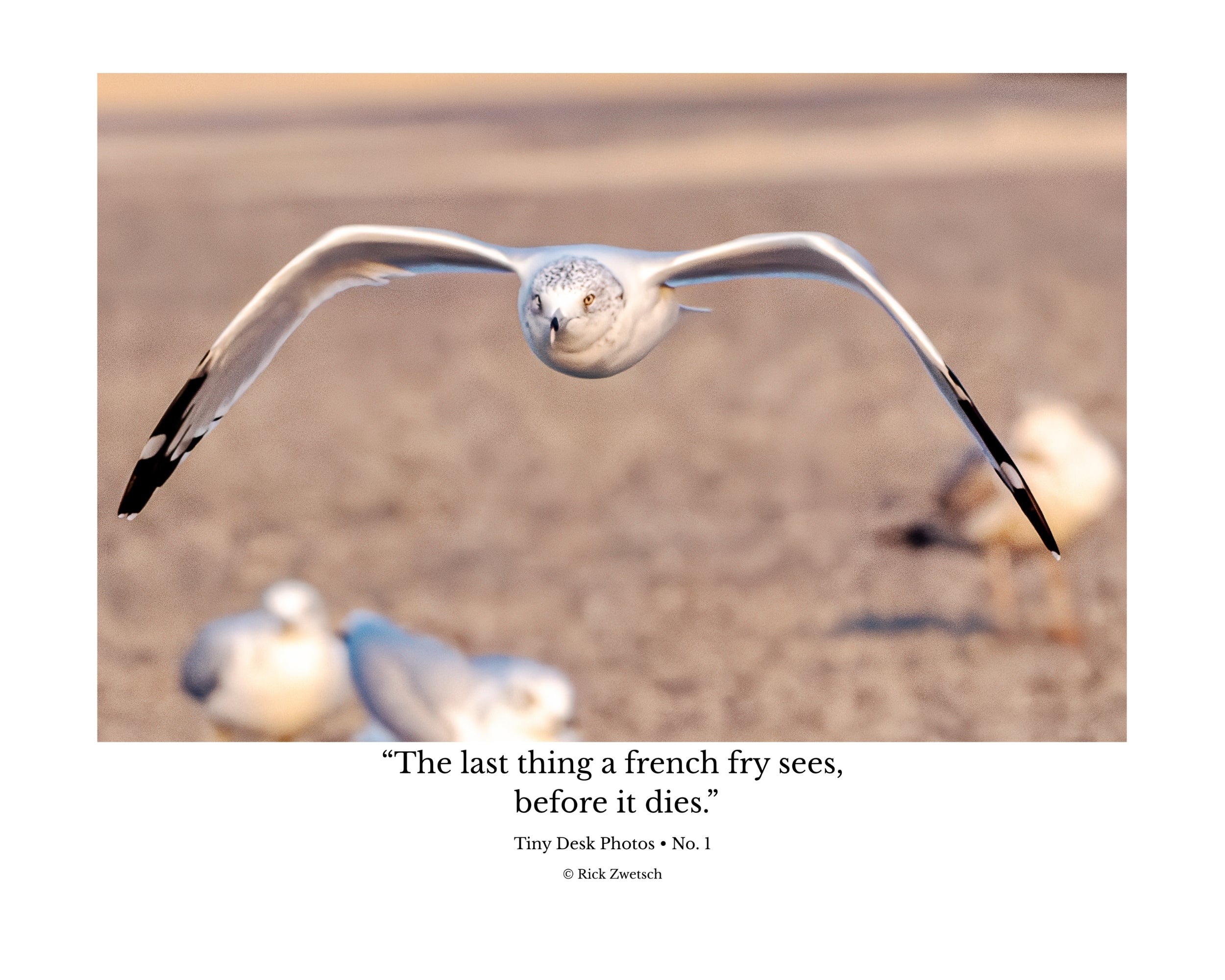 Tiny Desk Photos • No. 1 | Ring-billed Gull | Determination
