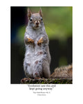 Tiny Desk Photos • No. 2 | Eastern Gray Squirrel | Adaptation