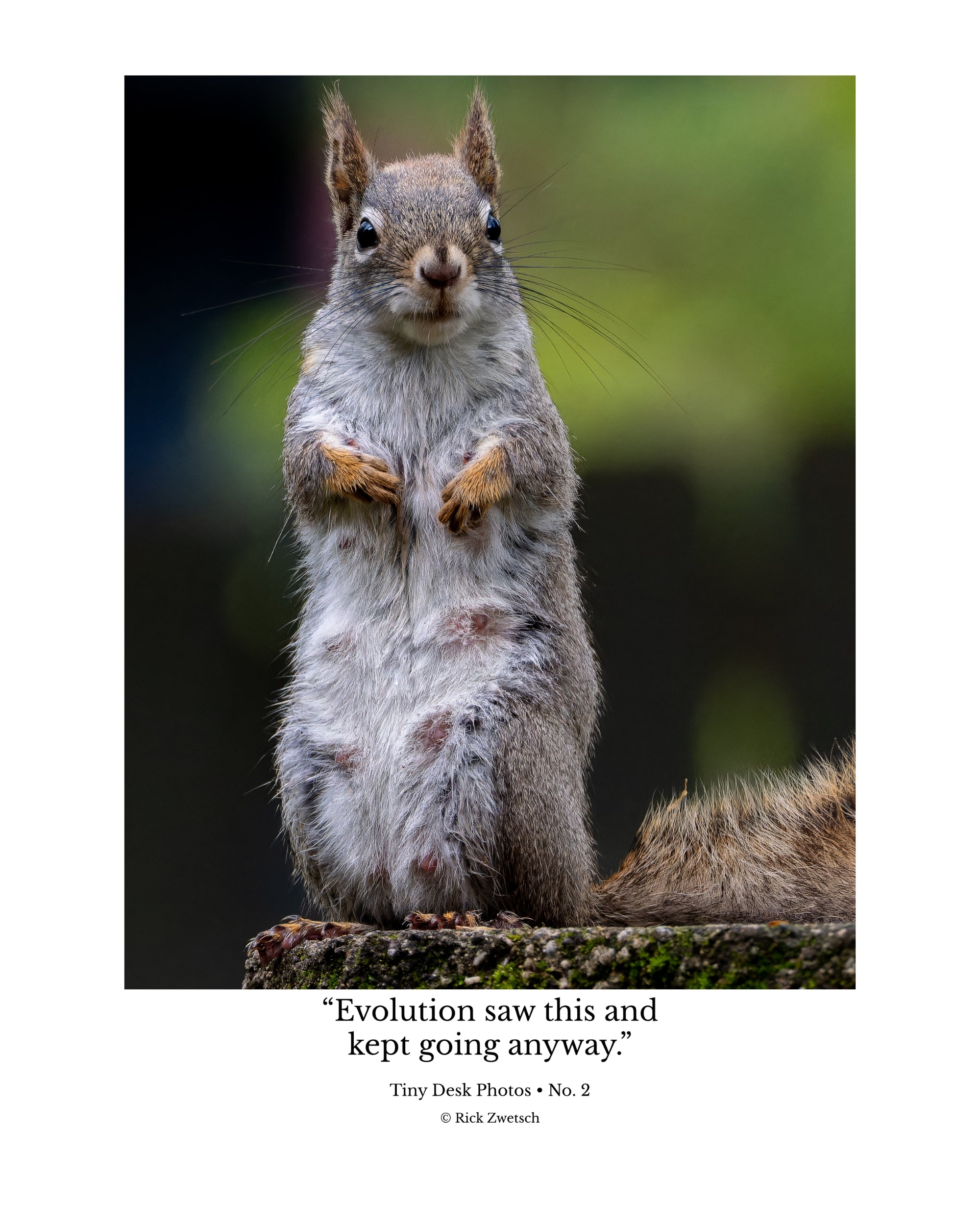 Tiny Desk Photos • No. 2 | Eastern Gray Squirrel | Adaptation