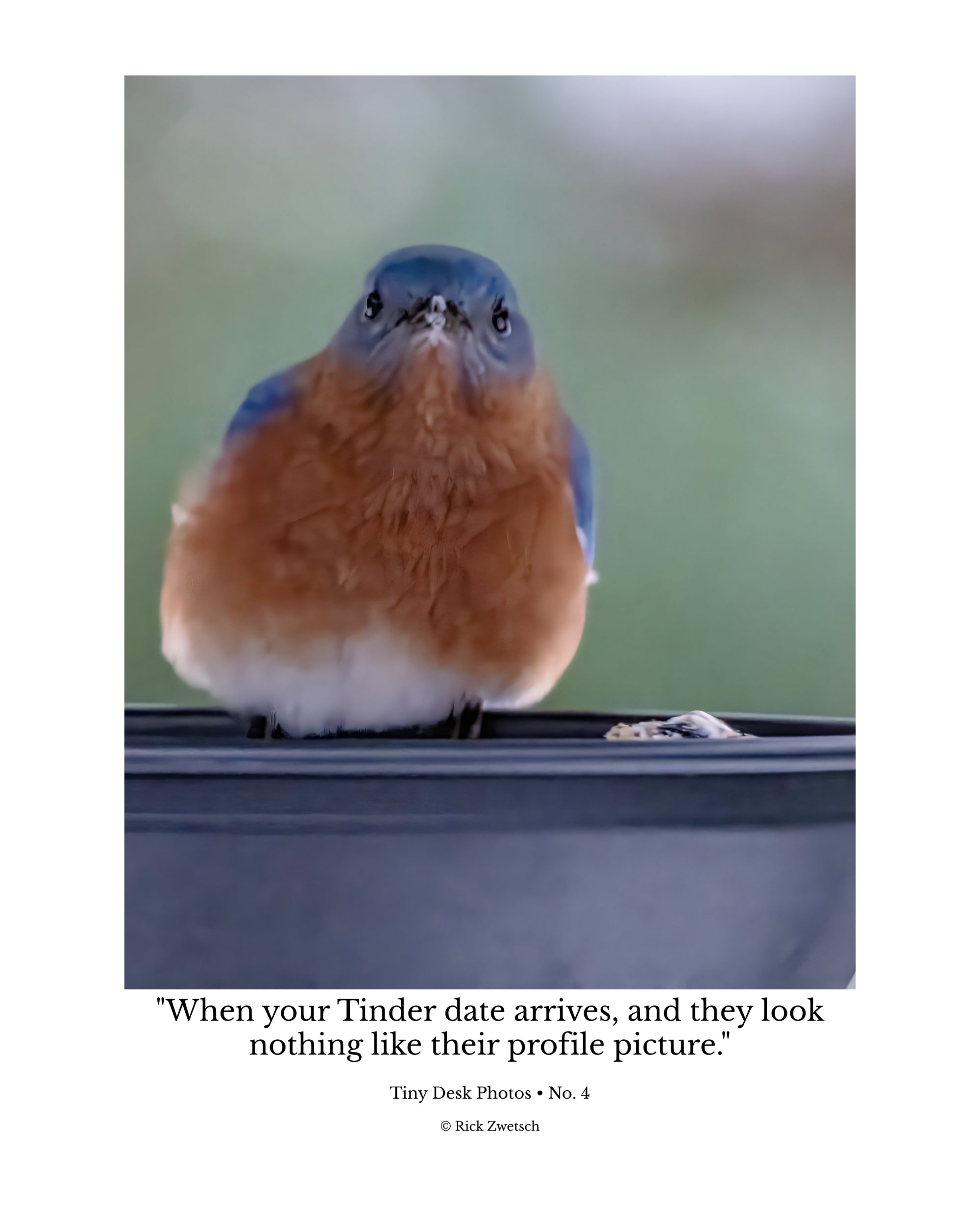 Tiny Desk Photos • No. 4 | Eastern Bluebird | Disillusionment