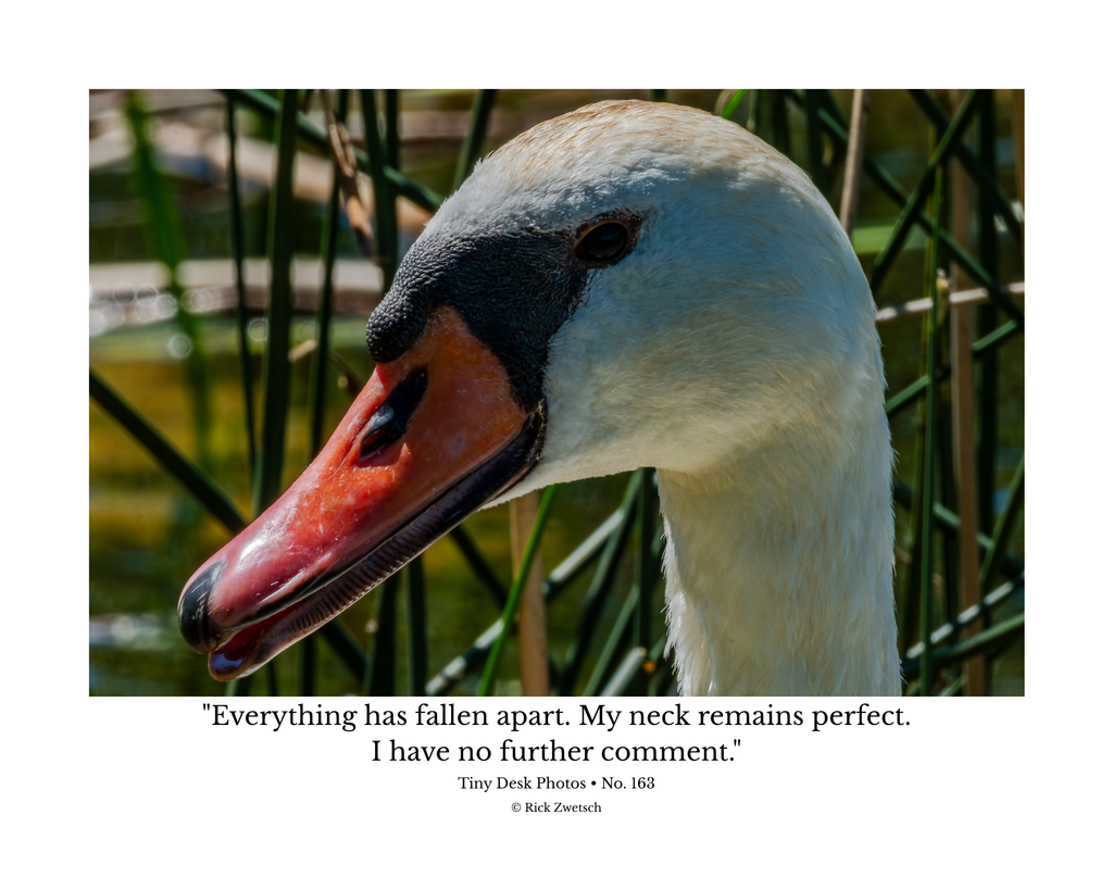 Mute Swan Wildlife Photography Print | Tiny Desk Photos No. 163