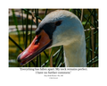 Mute Swan Wildlife Photography Print | Tiny Desk Photos No. 163