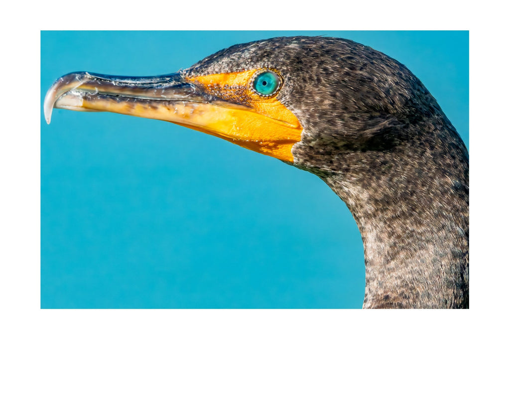 Tiny Desk Photos • No. 19 | Double-crested Cormorant | Confidence