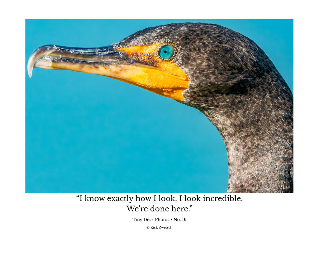 Tiny Desk Photos • No. 19 | Double-crested Cormorant | Confidence