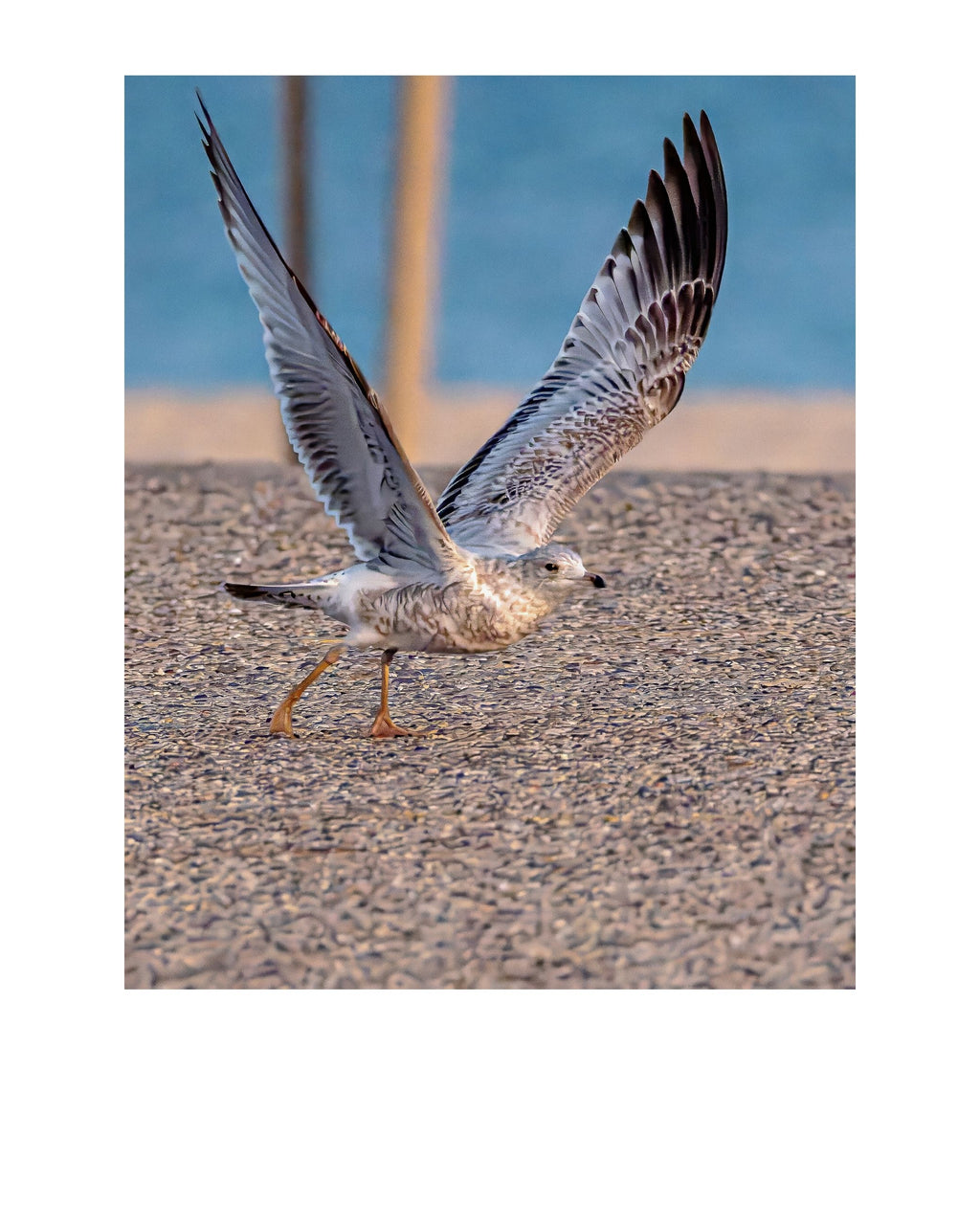 Ring-billed Gull Wildlife Photography Print | Tiny Desk Photos No. 27