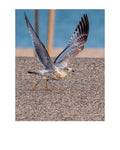 Ring-billed Gull Wildlife Photography Print | Tiny Desk Photos No. 27