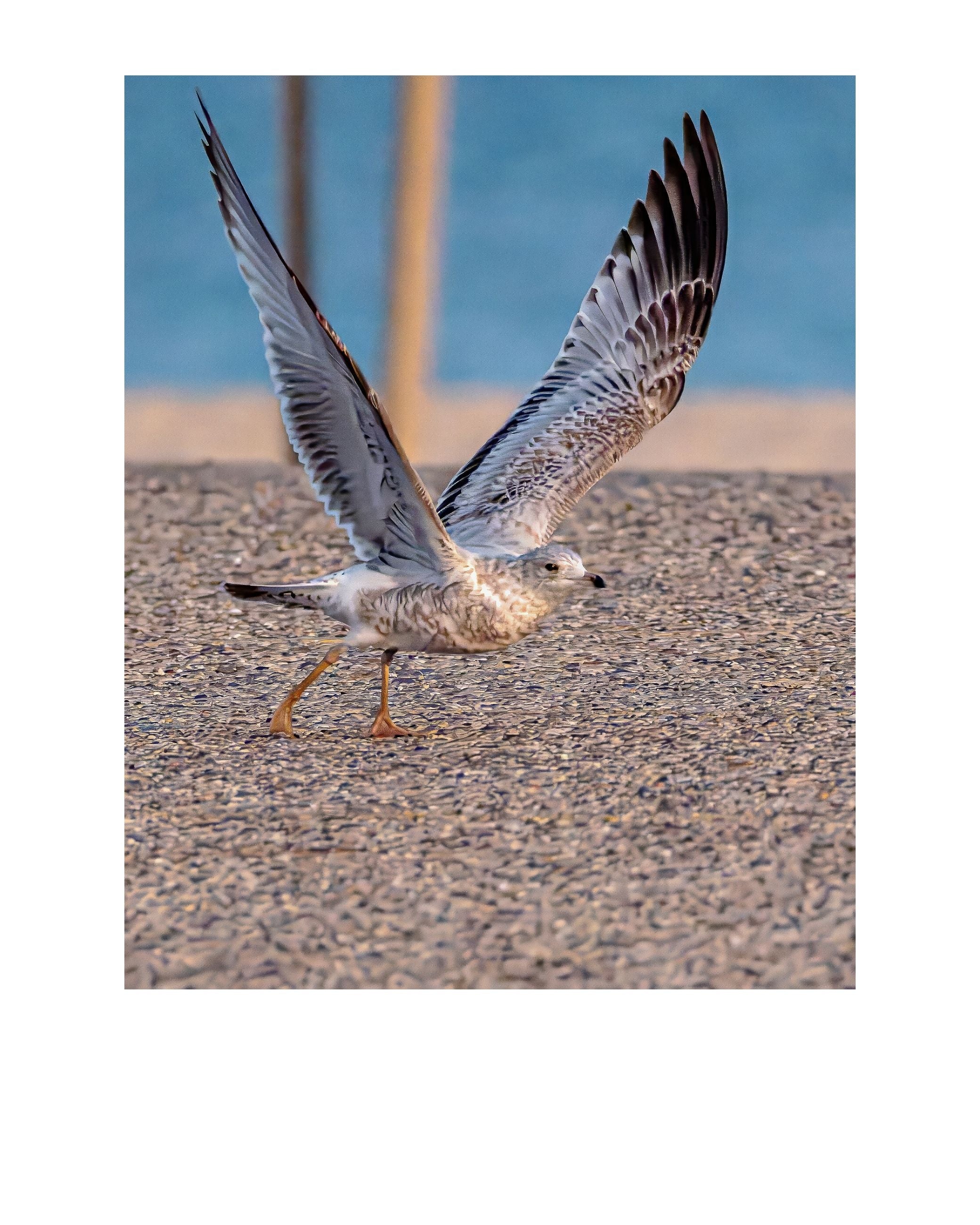 Ring-billed Gull Wildlife Photography Print | Tiny Desk Photos No. 27