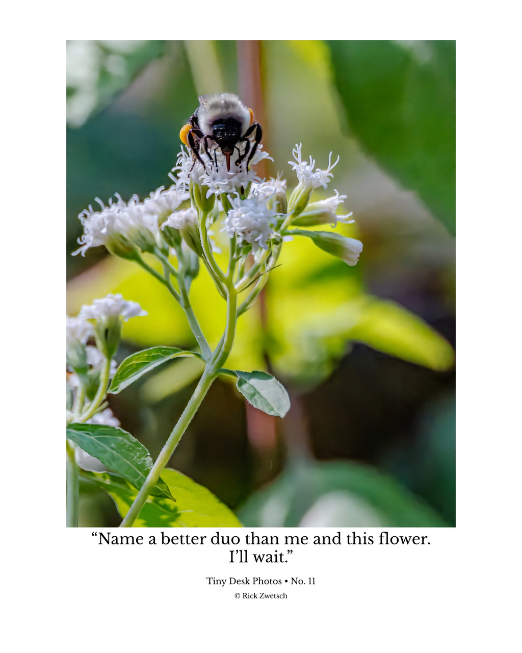 Tiny Desk Photos • No. 11 | Bumblebee | Partnership