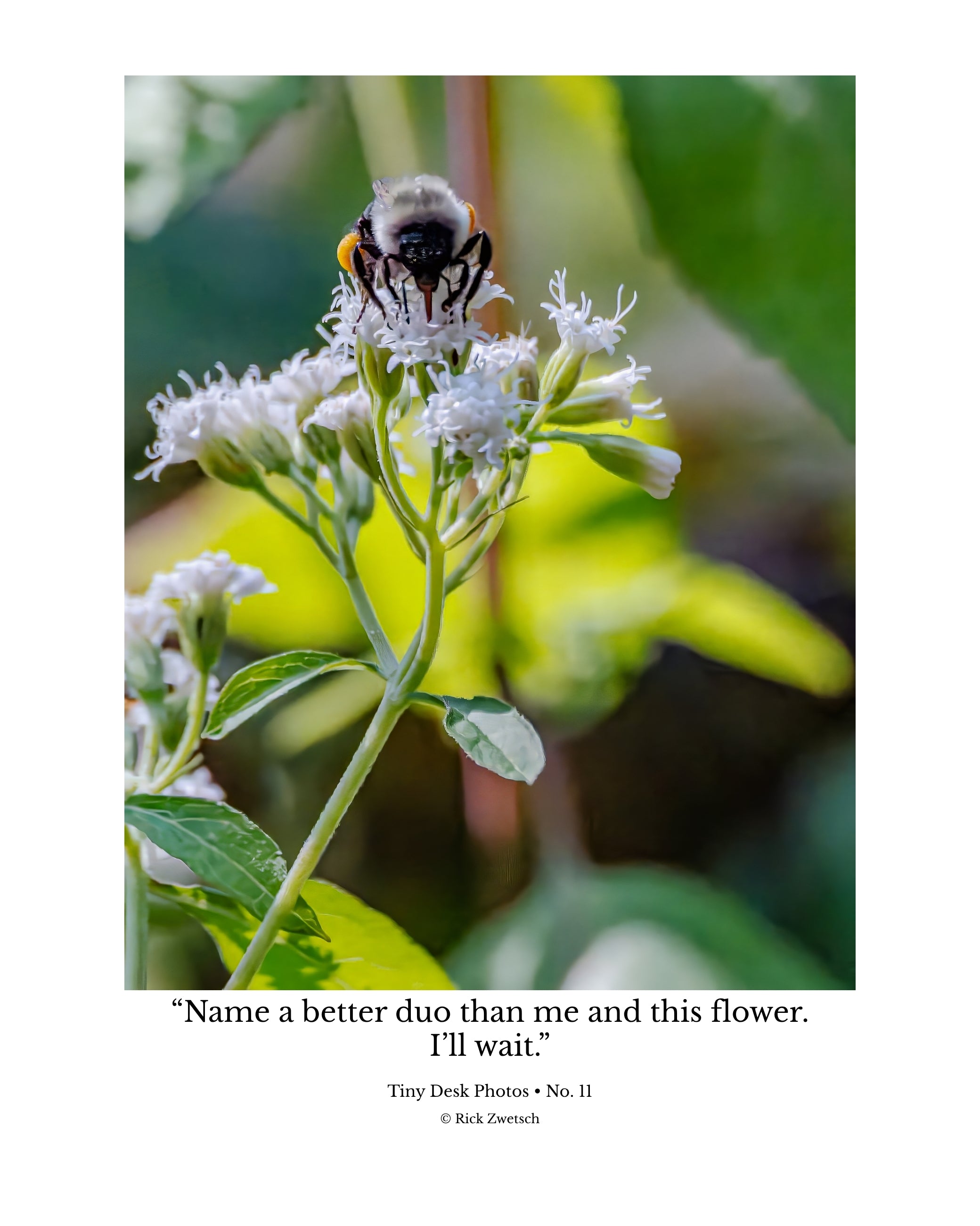 Tiny Desk Photos • No. 11 | Bumblebee | Partnership