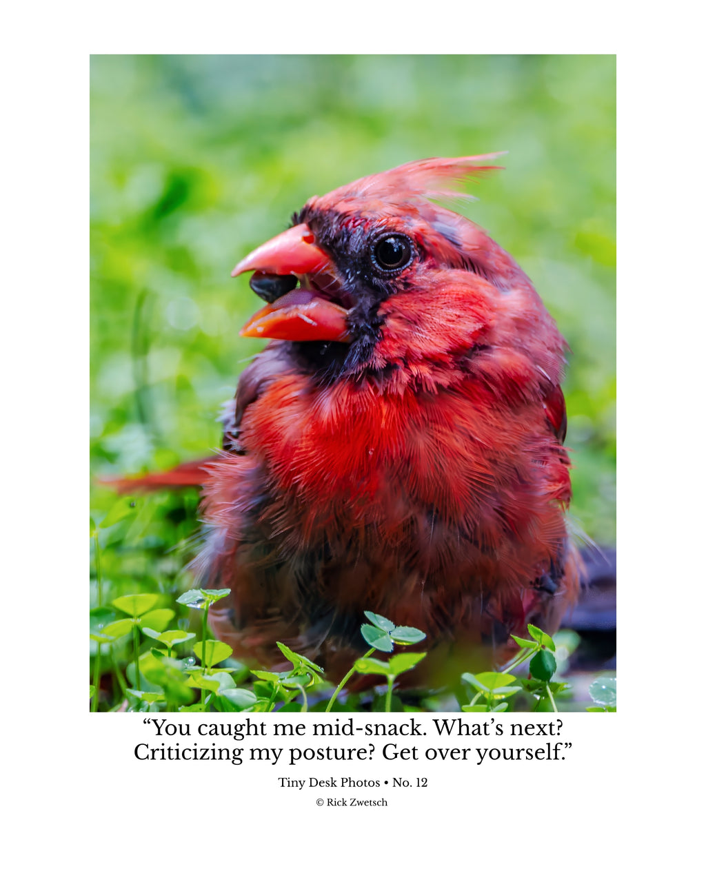 Tiny Desk Photos • No. 12 | Northern Cardinal | Defiance