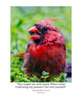 Tiny Desk Photos • No. 12 | Northern Cardinal | Defiance
