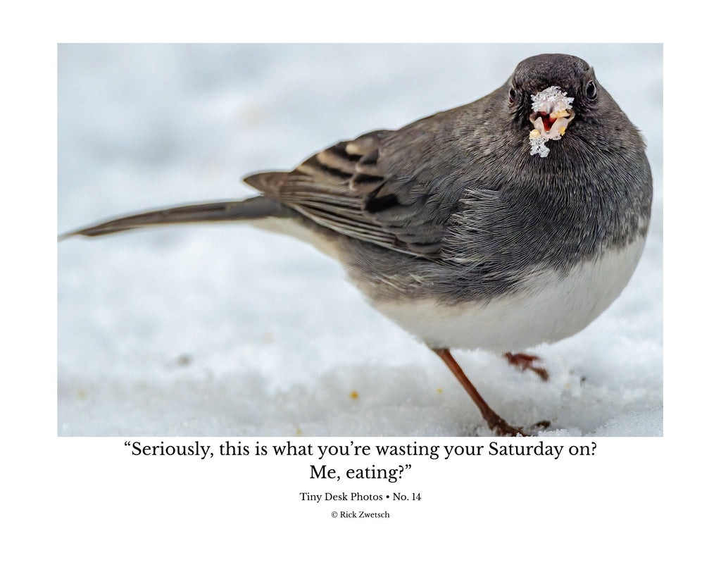 Tiny Desk Photos • No. 14 | Dark-eyed Junco | Priorities