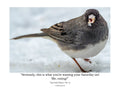 Tiny Desk Photos • No. 14 | Dark-eyed Junco | Priorities