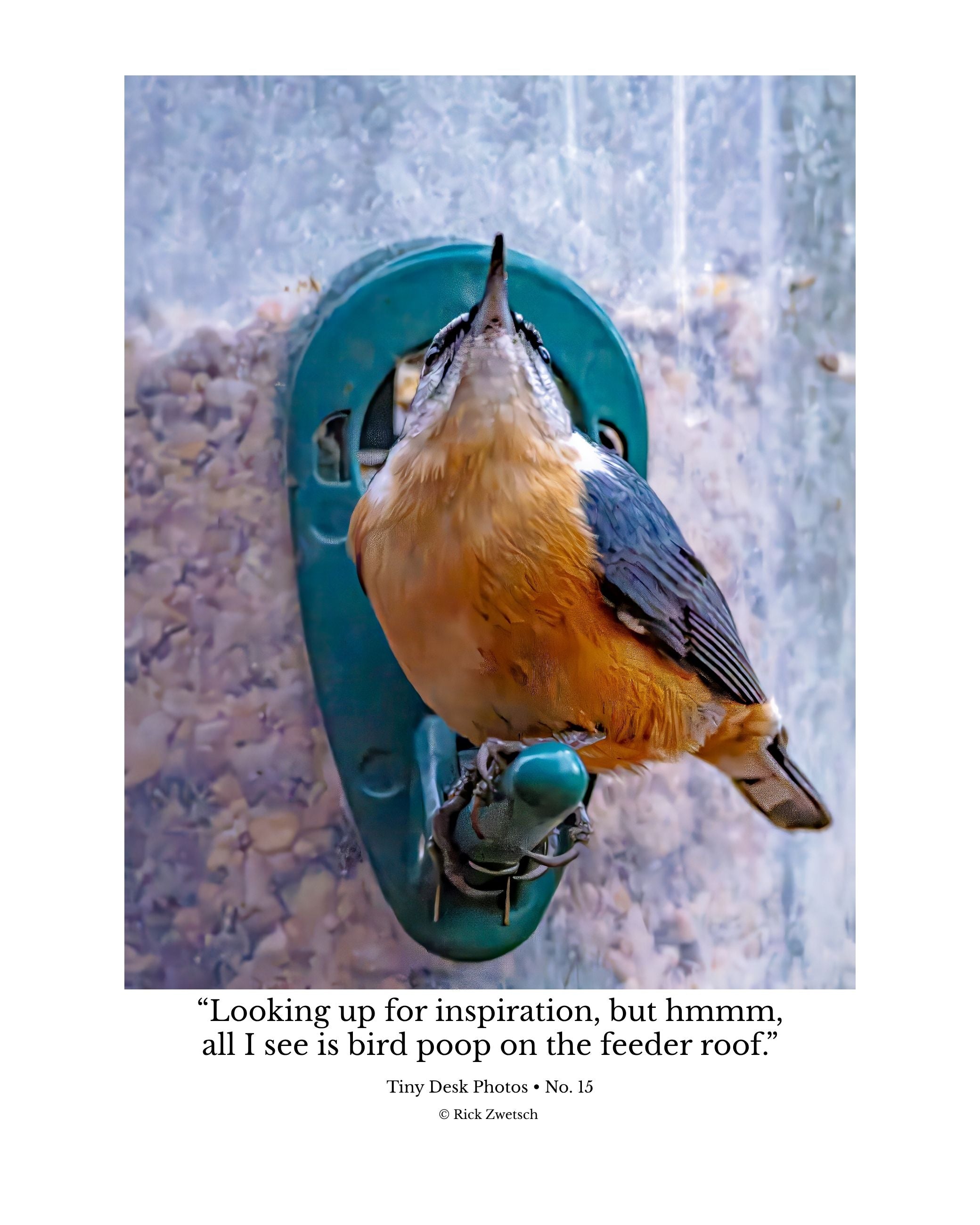 Tiny Desk Photos • No. 15 | Red-breasted Nuthatch | Perspective