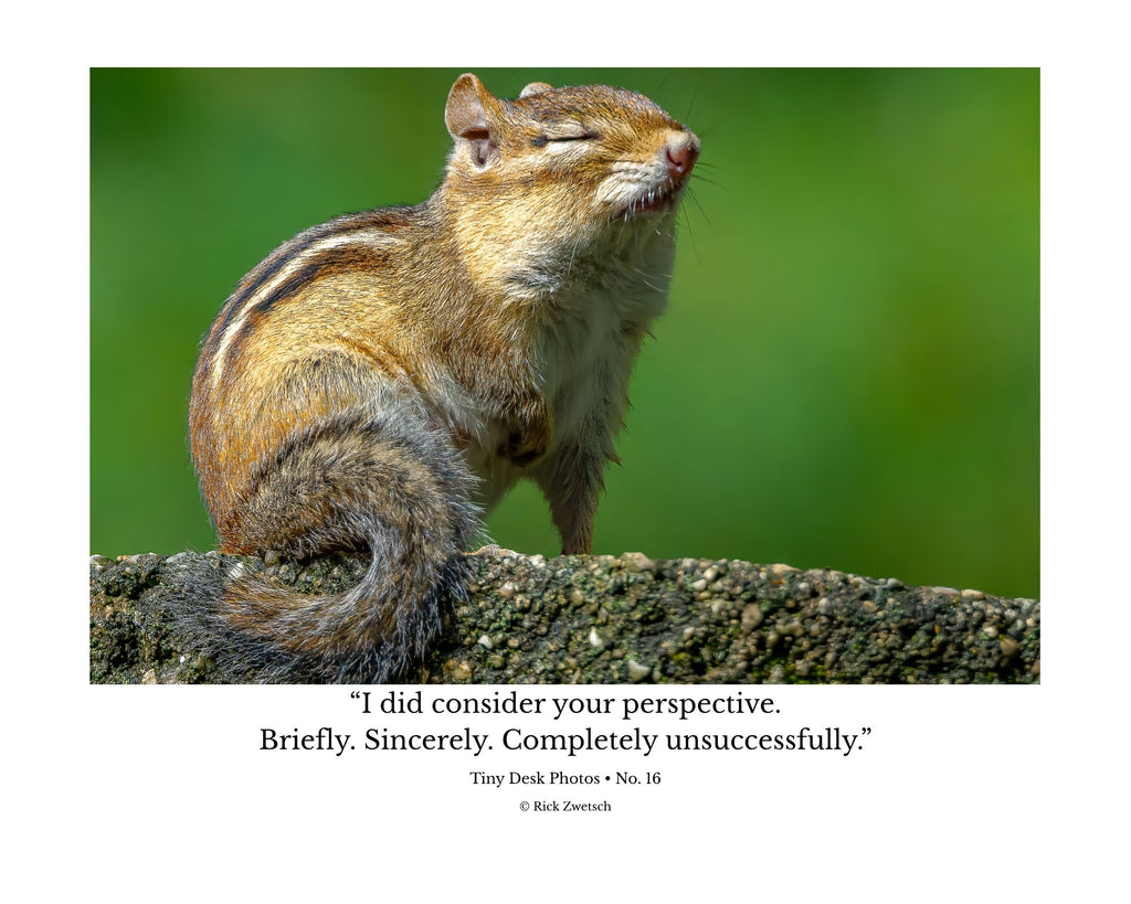 Tiny Desk Photos • No. 16 | Eastern Chipmunk | Dismissal