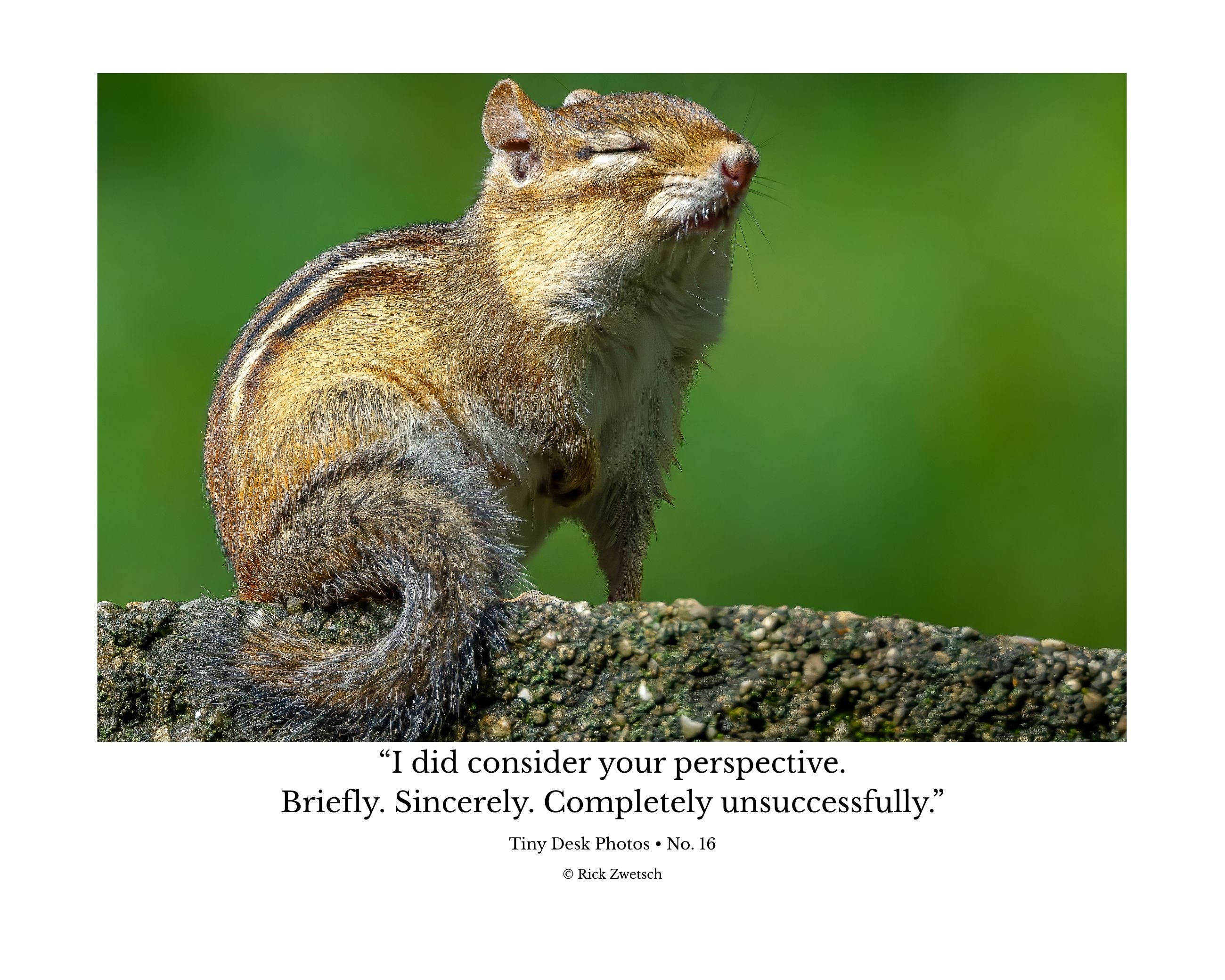 Tiny Desk Photos • No. 16 | Eastern Chipmunk | Dismissal