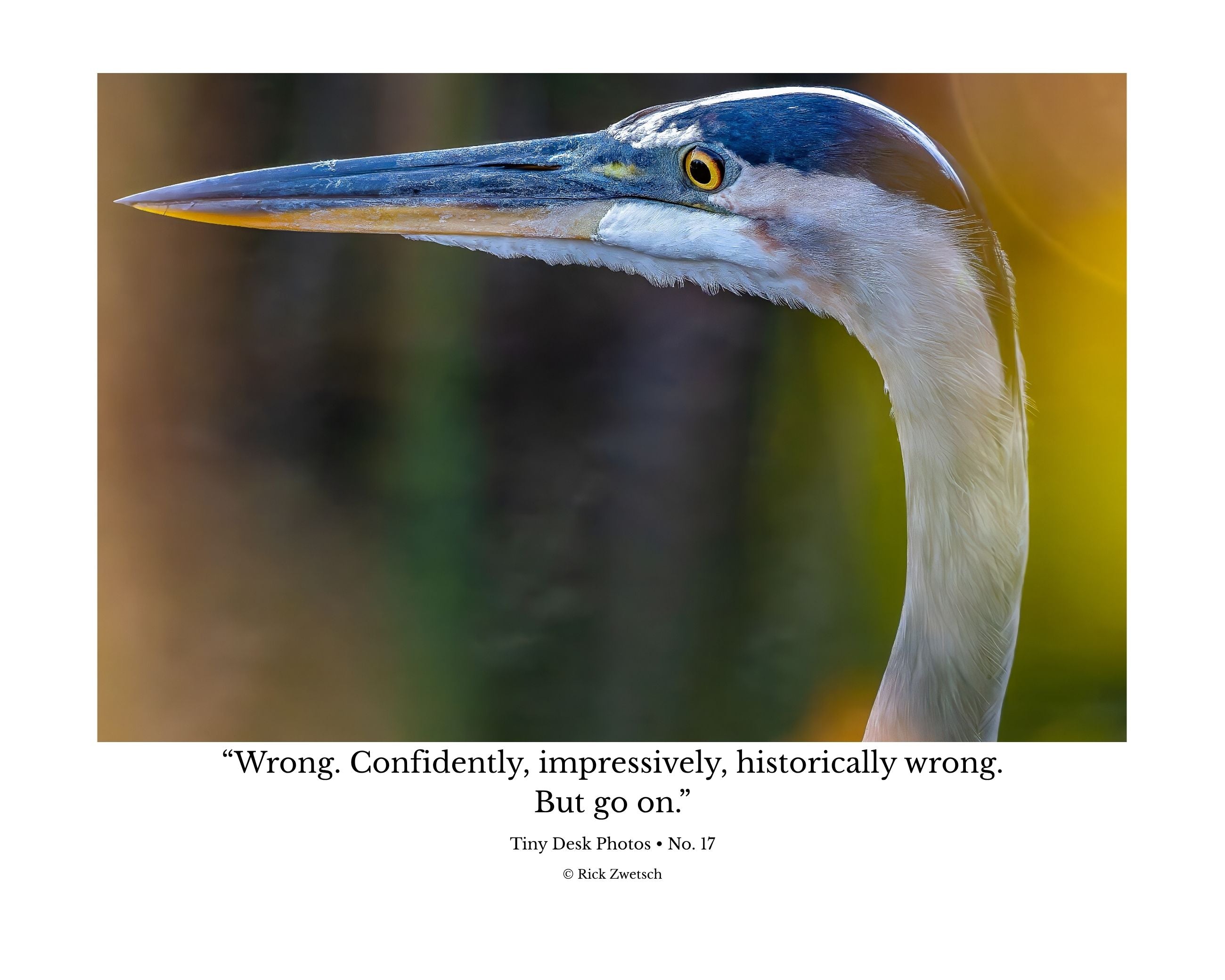 Tiny Desk Photos • No. 17 | Great Blue Heron | Judgment