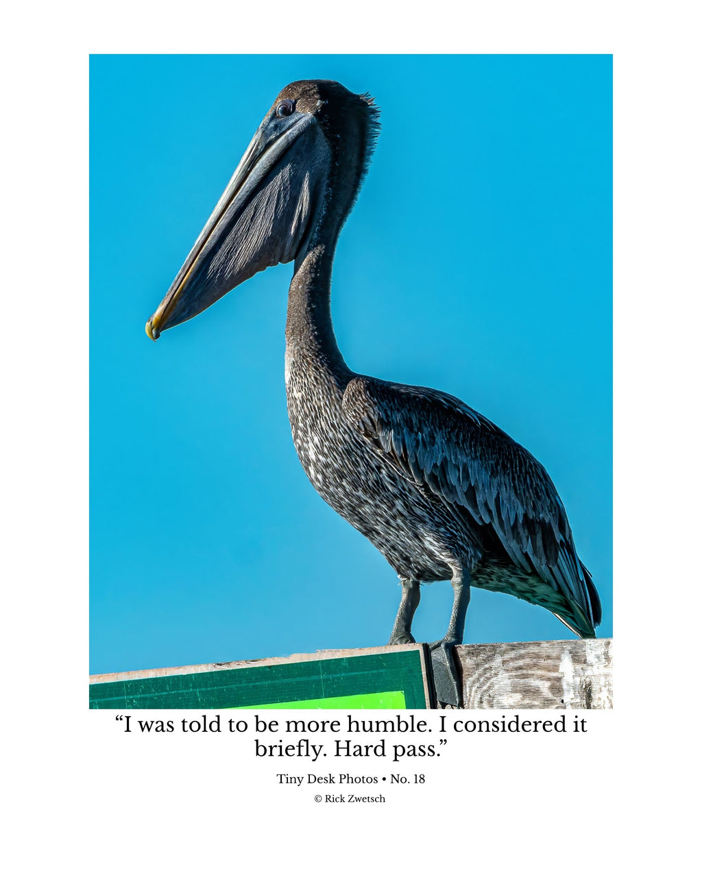 Tiny Desk Photos • No. 18 | Brown Pelican | Superiority